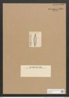 Mastogloia rariana Grun. (de-Toni-Nr.: Genus 26, Species 1264) Zeichnungen Sammlung Grunow Nr. 2419 (NHMW-BOT-W0369576)